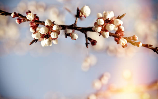 Bud, buds on fruit tree - nature is awake, new life begins